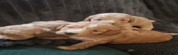 Cockapoo dogs for sale: F1 Cockerpoos  in Telford - Advert 11