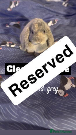Mini Lop rabbits - Advert 3