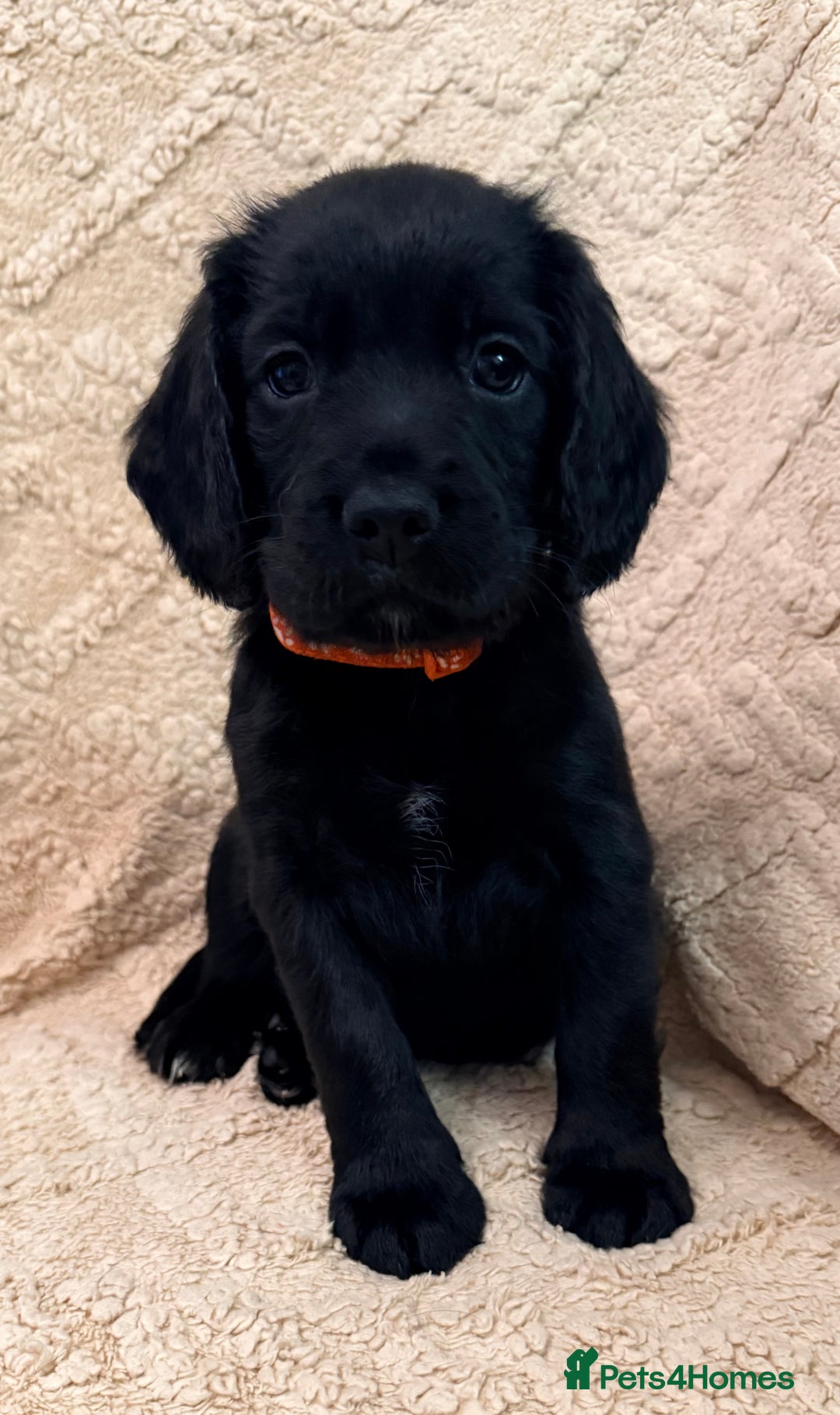 Cocker Spaniel dogs for sale: Cocker spaniel  - Advert 6