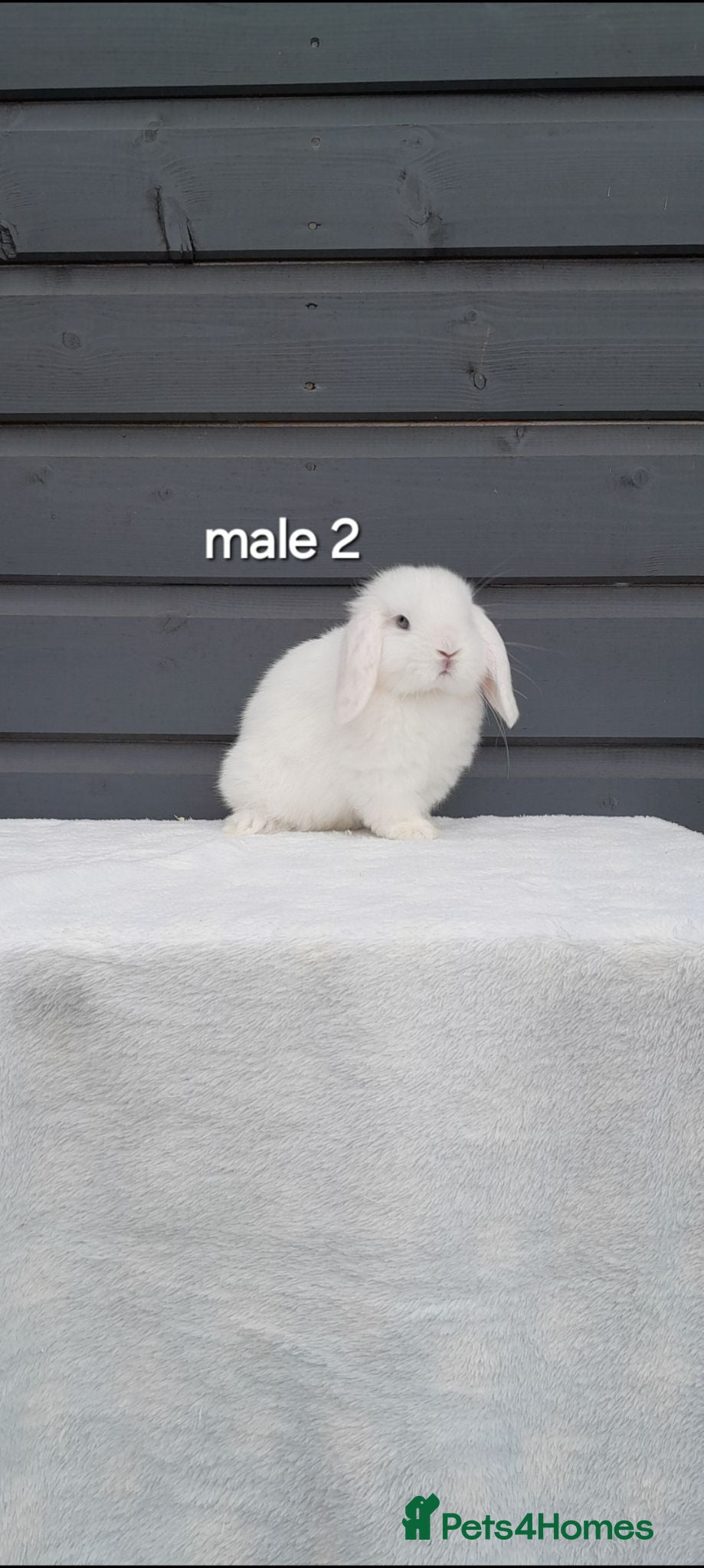 Mini Lop rabbits Purebred mini lop rabbits  - Advert 2