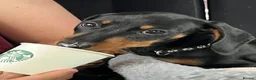 Miniature Dachshund dogs for sale: Mr & Mrs KC Miniature Dachshunds  - Advert 9