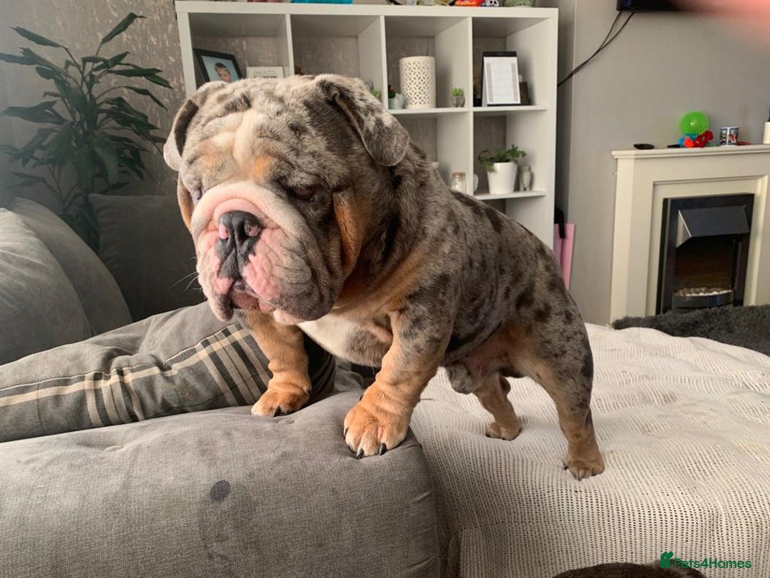English Bulldog dogs for stud: Direct ICEMAN son for stud  in Wirral - Advert 6