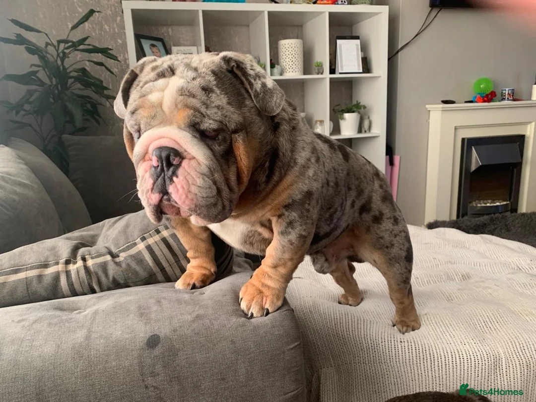English Bulldog dogs for stud: Direct ICEMAN son for stud  in Wirral - Advert 6