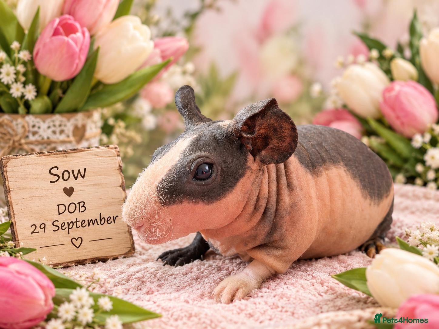 Guinea Pig rodents Skinny guinea pigs 🩷Sow🩷 - Advert 13