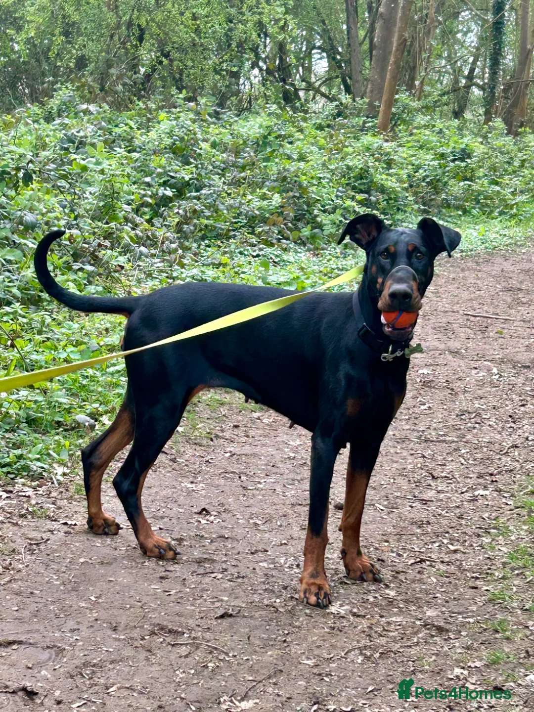Dobermann dogs for sale: Female doberman - Advert 4