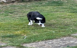 Border Collie dogs for sale: Jess pure border collie Reduced!! - Image 4