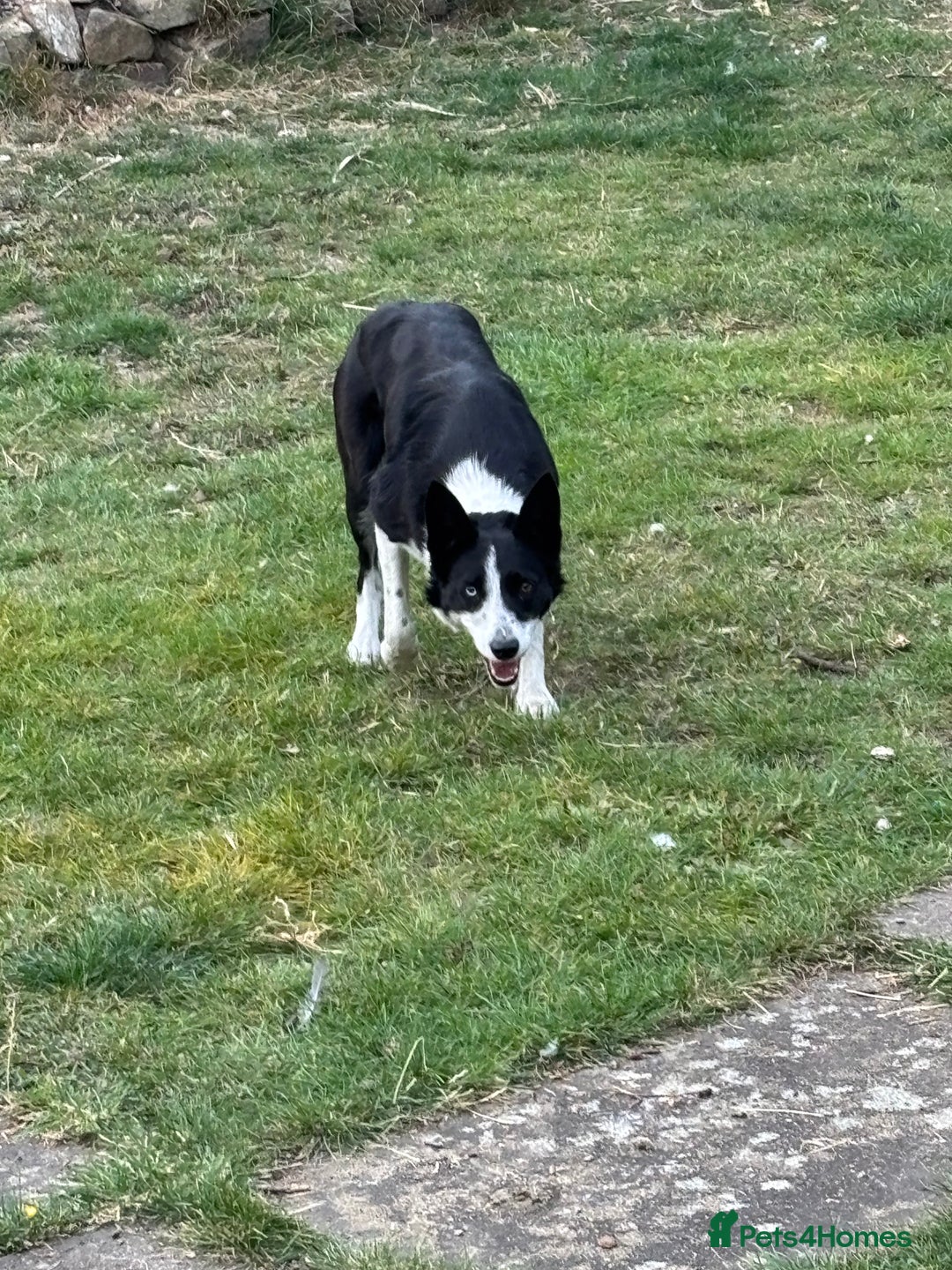 Border Collie dogs for sale: Jess pure border collie Reduced!! - Image 4