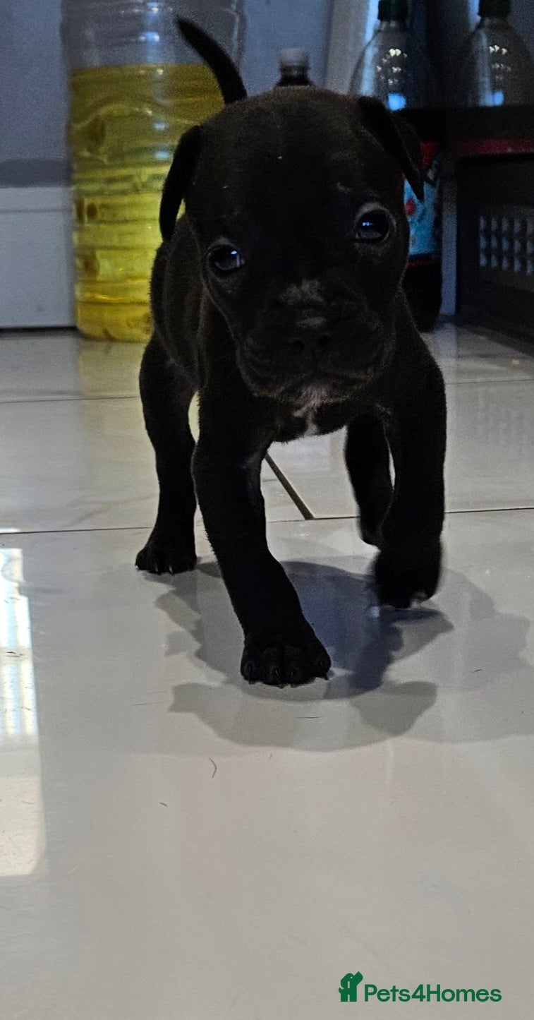 Mixed Breed dogs French bull dog X Cane corso puppys  - Advert 20