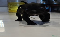 Mixed Breed dogs for sale: French bull dog X Cane corso puppys  - Advert 1