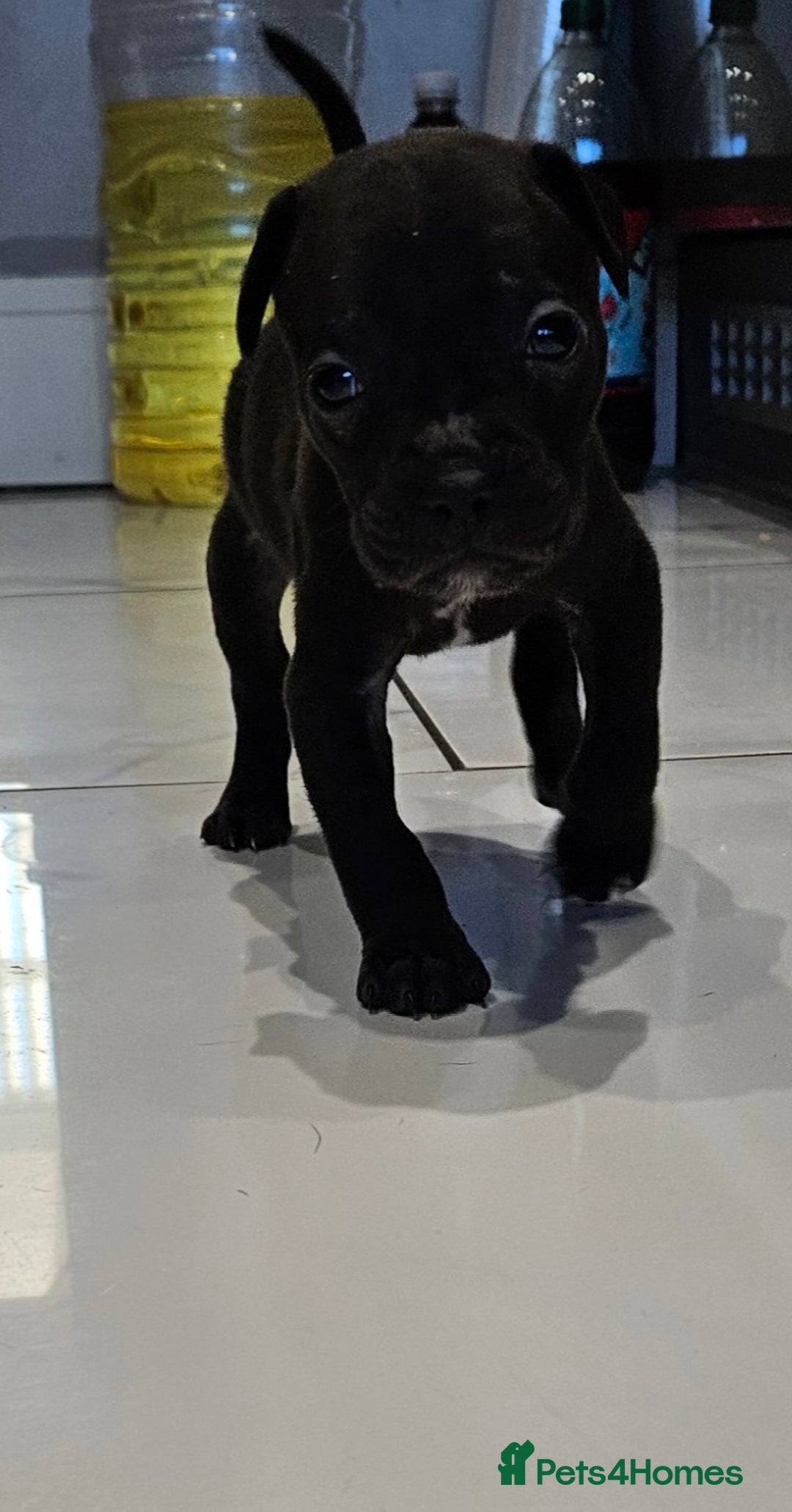 Mixed Breed dogs for sale: French bull dog X Cane corso puppys  - Advert 1