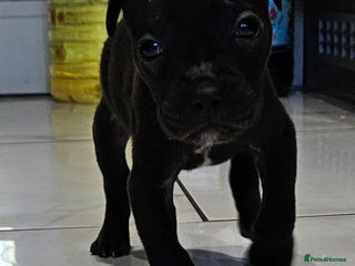 Mixed Breed dogs French bull dog X Cane corso puppys - Advert 1