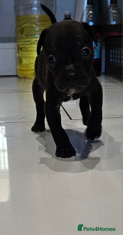 Mixed Breed dogs French bull dog X Cane corso puppys - Advert 1