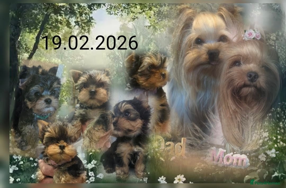 Yorkshire Terrier dogs 👉Yorkshire Terrier Pups–KC Lines, Health Checked - Advert 11