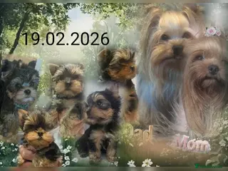 Yorkshire Terrier dogs 👉Yorkshire Terrier Pups–KC Lines, Health Checked - Advert 3