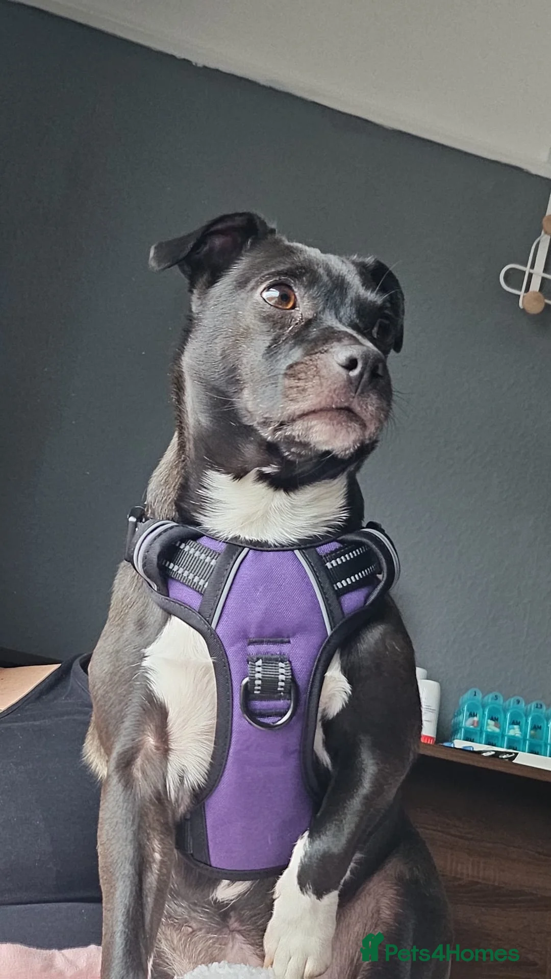 Jug dogs for sale: 5 year old female jug looking for good home - Advert 2
