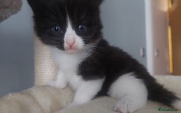 Mixed Breed cats for sale: Beautiful Kittens British ShorthairxRagdoll - Image 11