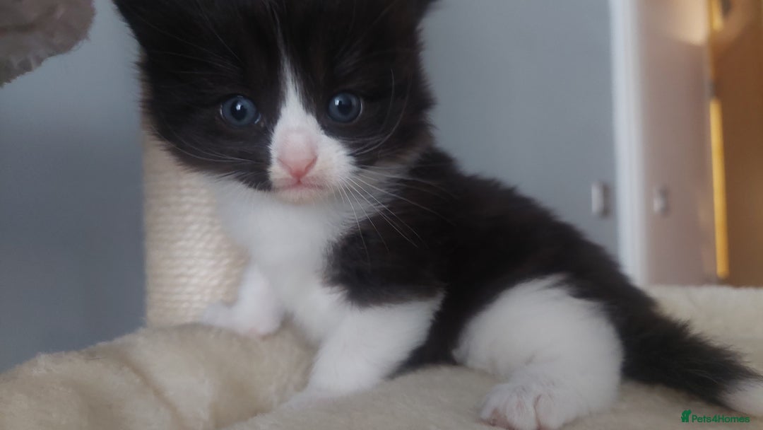 Mixed Breed cats for sale: Beautiful Kittens British ShorthairxRagdoll - Image 11