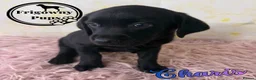 Labrador Retriever dogs for sale: 🖤 RKC Registered Black Labrador GIRLS 🖤 - Advert 7