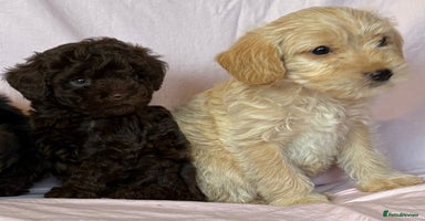 Mixed Breed dogs - Advert 14