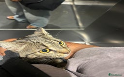 American Shorthair cats for sale: Tabby cat for adoption FREE ignore price - Advert 8