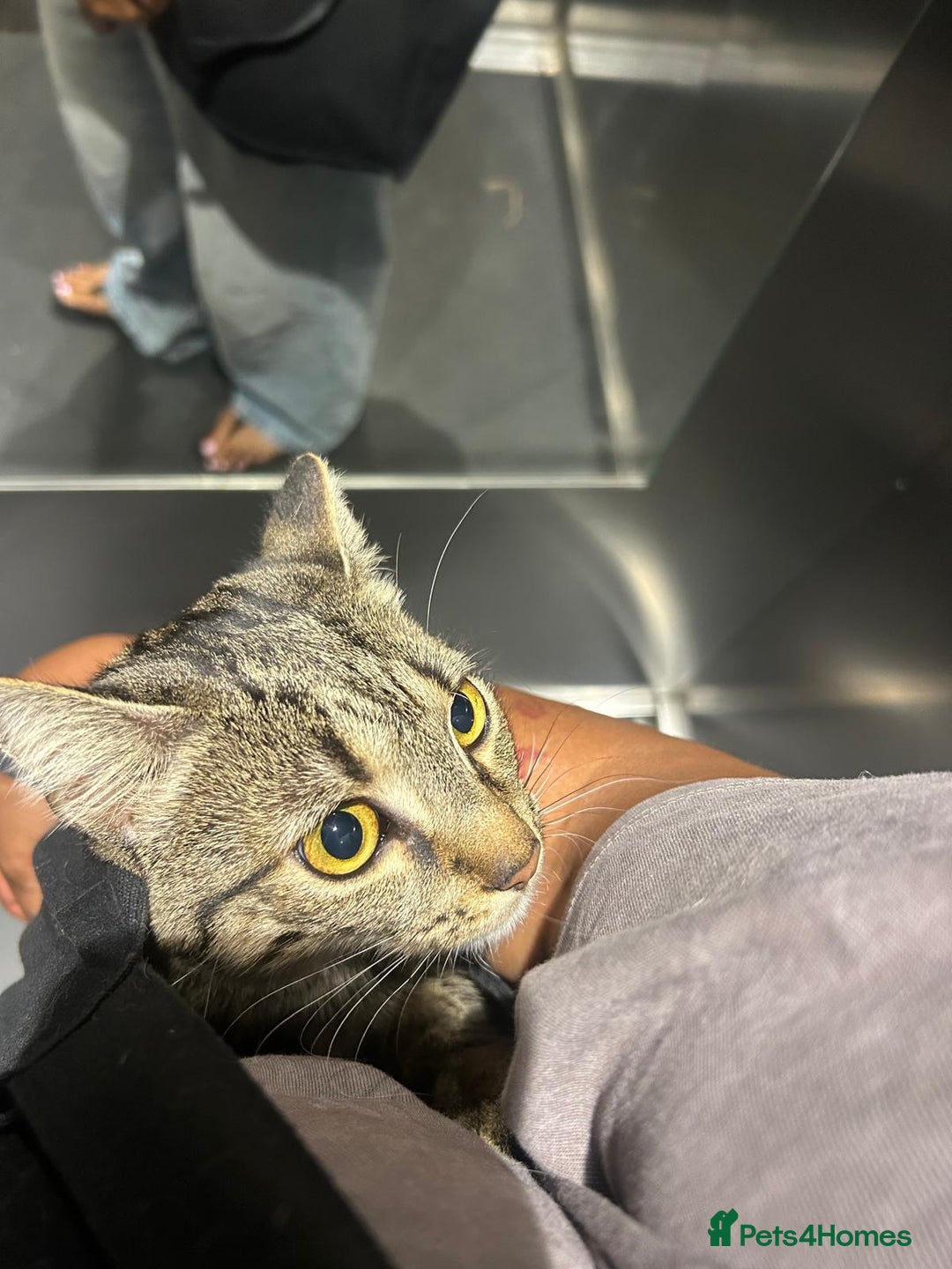 American Shorthair cats for sale: Tabby cat for adoption FREE ignore price - Advert 8