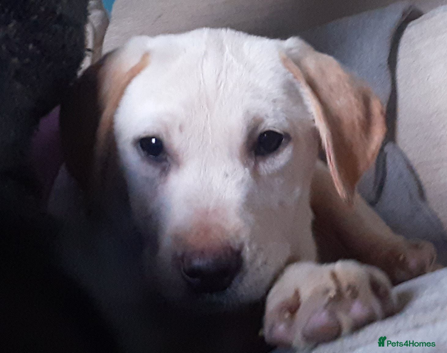 Labrador Retriever dogs Gorgeous yellow labrador puppies - Advert 2