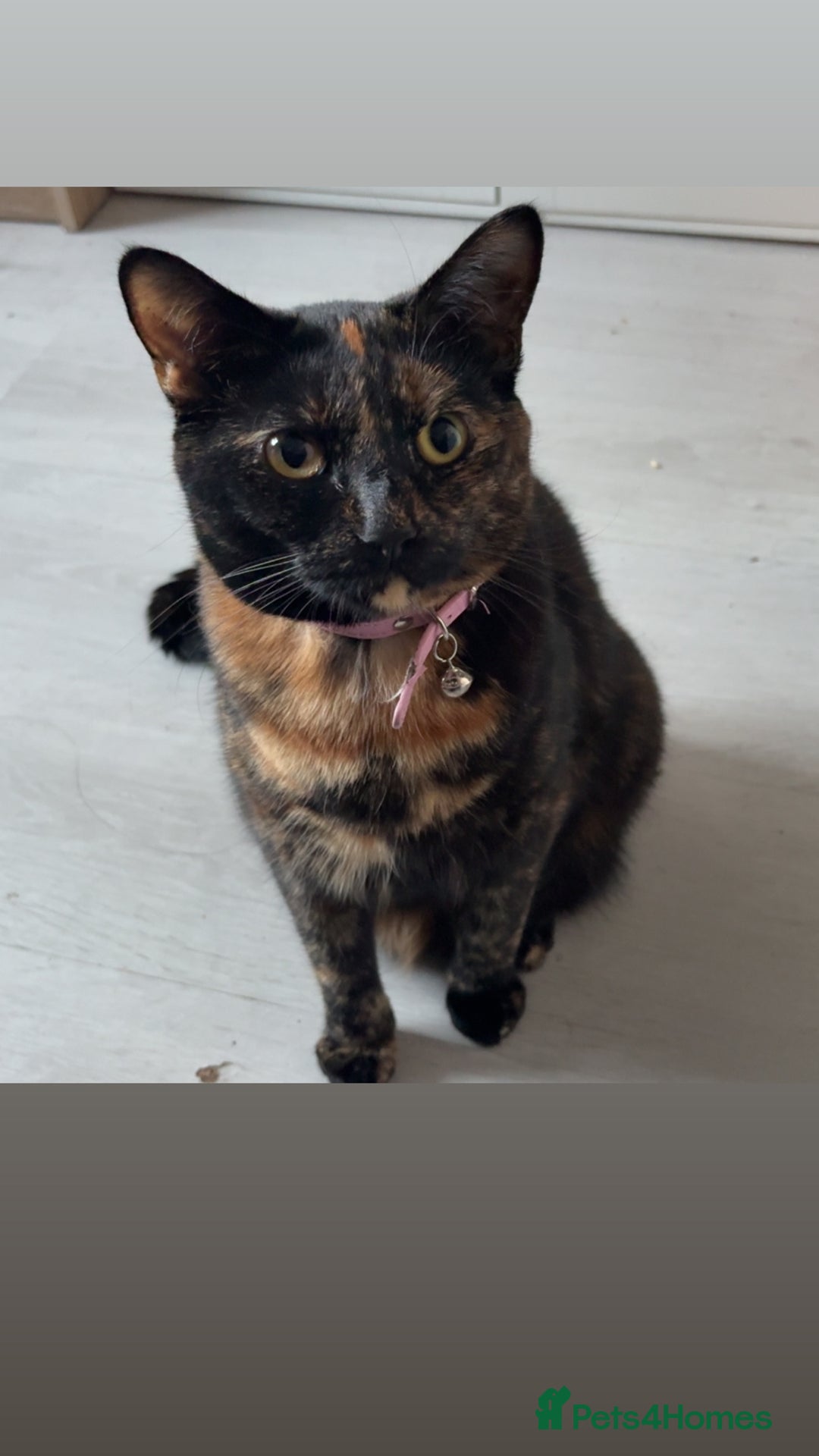British Longhair cats for sale: Fendi - free of charge - Image 1
