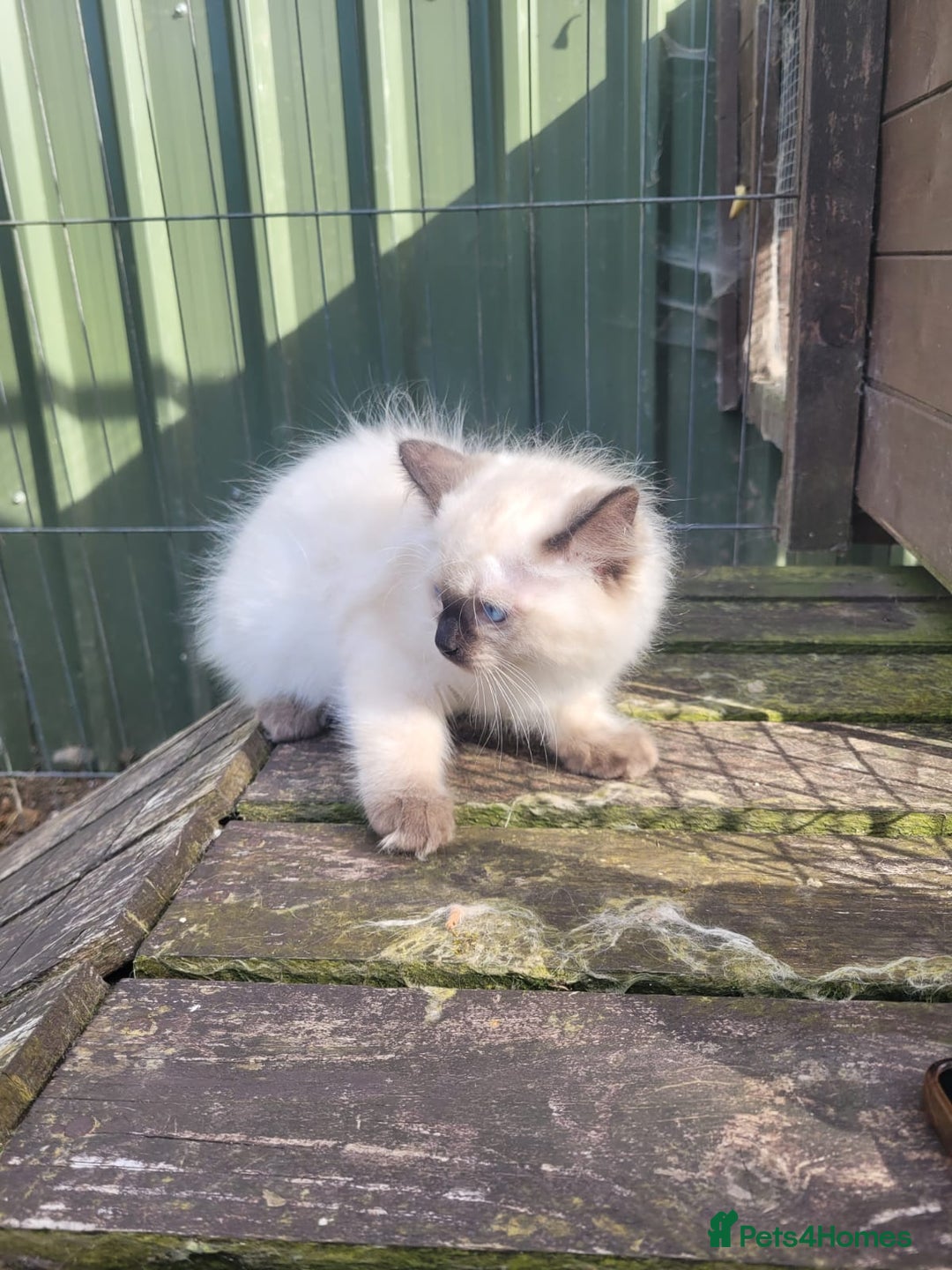 Ragdoll cats for sale: Adorable blue eyed ragdoll kittens - Image 5