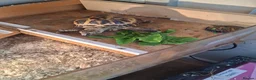 Tortoise reptiles for sale: Horsfield (Russian) Tortoise - JOEY - Advert 5