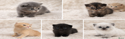 British Shorthair cats for sale: Outstanding British Shorthair Kittens - Advert 2