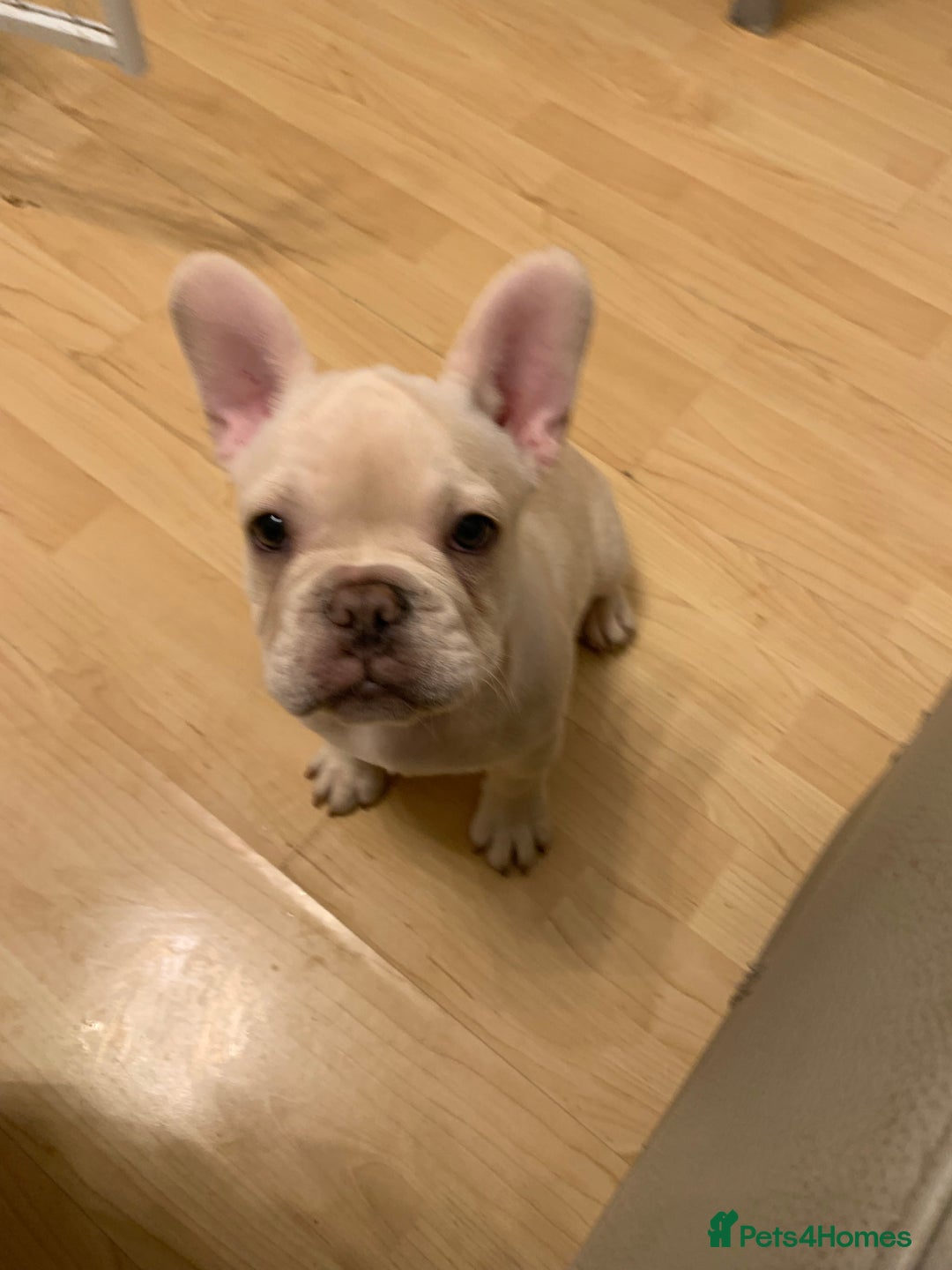 French Bulldog dogs for sale: 5 beautiful French bulldog puppies  - Advert 9