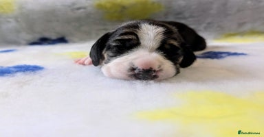 Beagle dogs - Advert 6