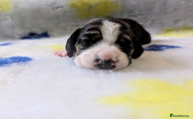 Beagle dogs - Advert 10