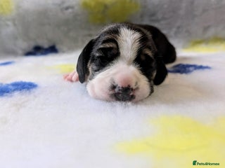 Beagle dogs - Advert 3