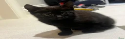 Mixed Breed cats for sale: 😍 3 Adorable Black & Tuxedo Kittens 🐈‍⬛💕 - Advert 30