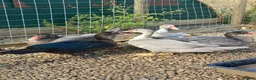 Ducks poultry for sale: Muscovy Drakes - Advert 4
