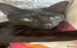 Domestic Shorthair cats for sale: female black kitten  - Image 2