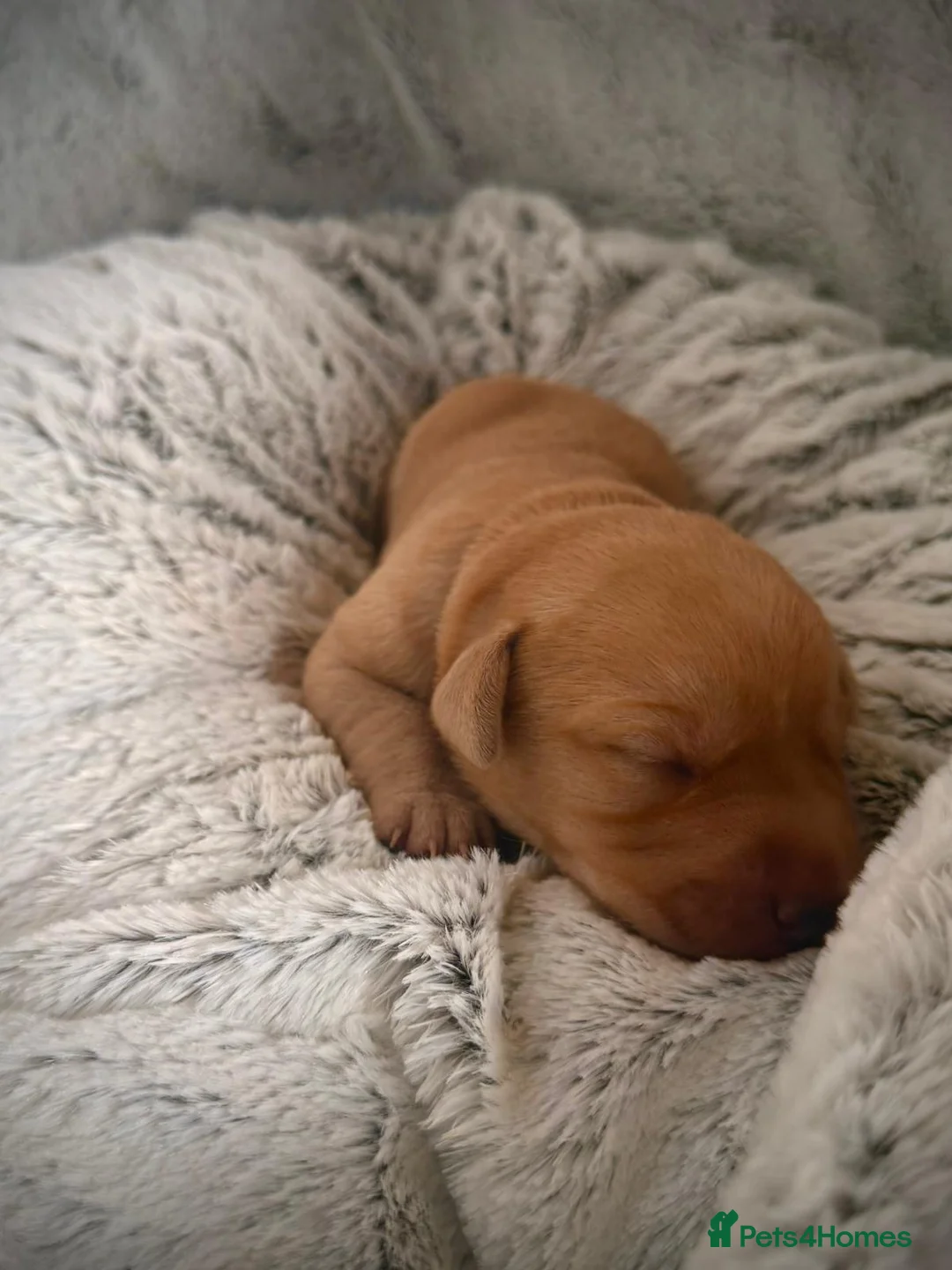 Labrador Retriever dogs for stud: Stunning Fox Red Labrador (Stud) PEDIGREE PROVEN - Advert 19