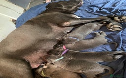 Cane Corso dogs for sale: Cane corso puppies - Image 2