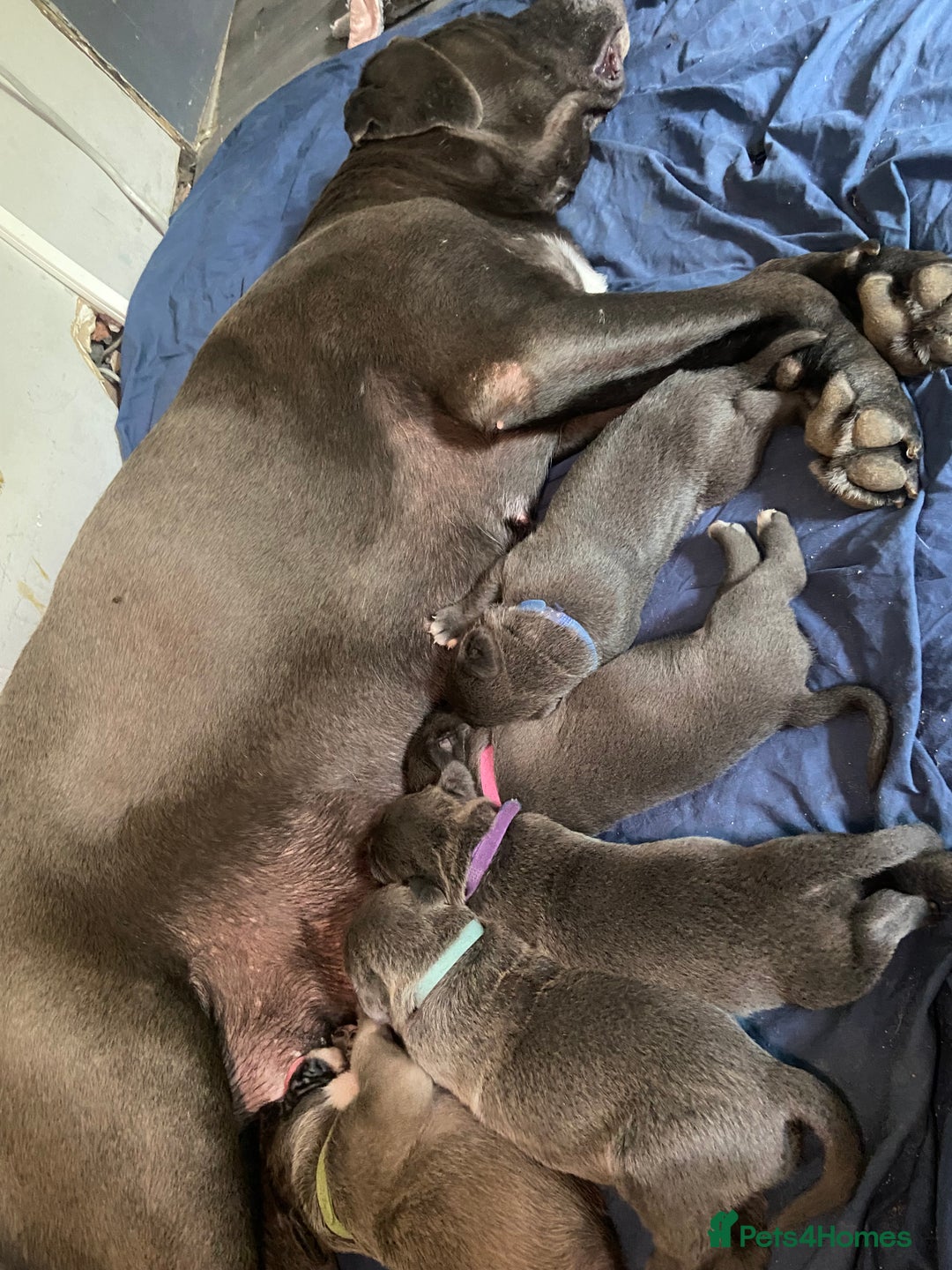 Cane Corso dogs for sale: Cane corso puppies - Image 2