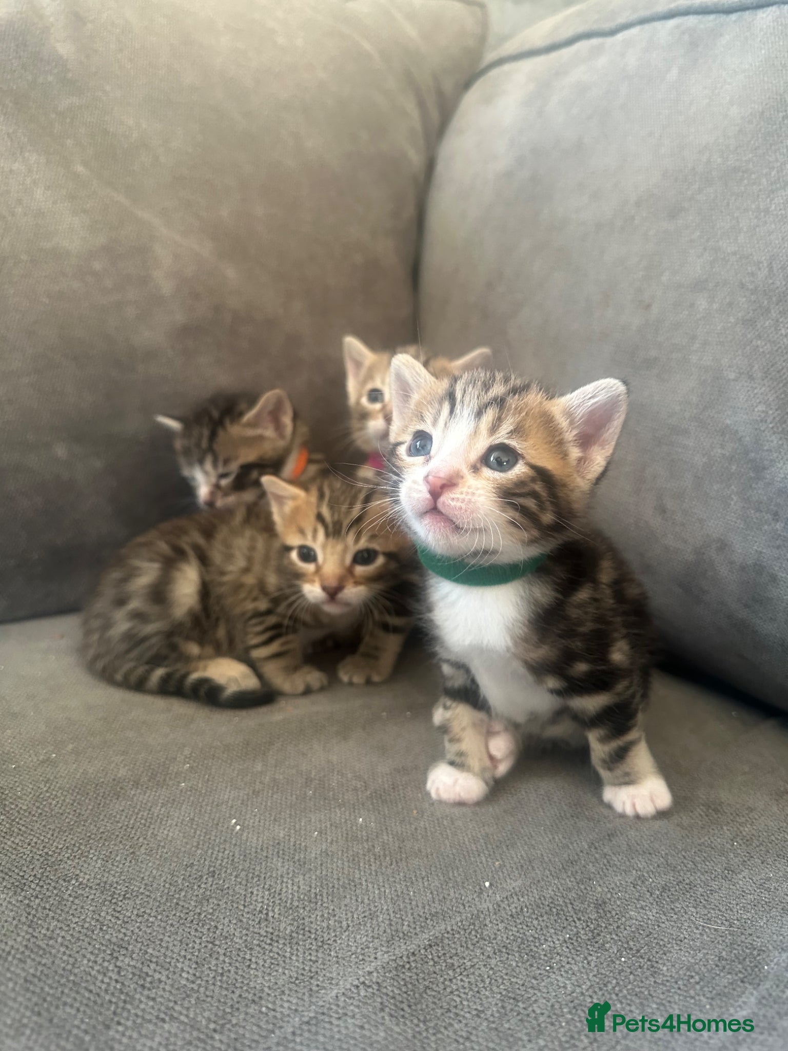 Bengal cats Beautiful Bengal Mix Kittens🐾 - Advert 8