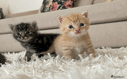 Mixed Breed cats for sale: 4Adorable Longhair Kittens-ready late Sep - Image 1