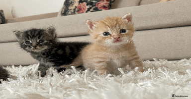 Mixed Breed cats - Advert 15