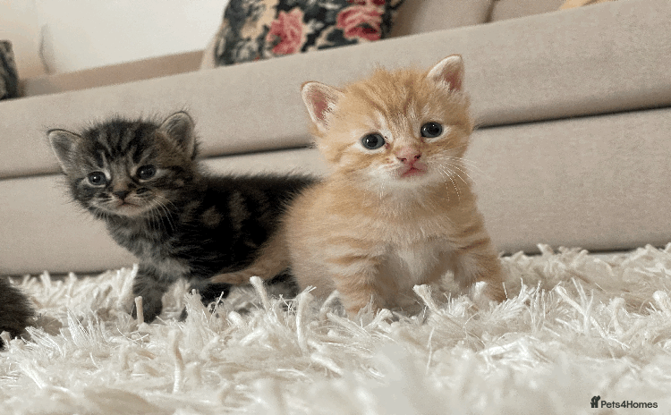 Mixed Breed cats - Advert 14