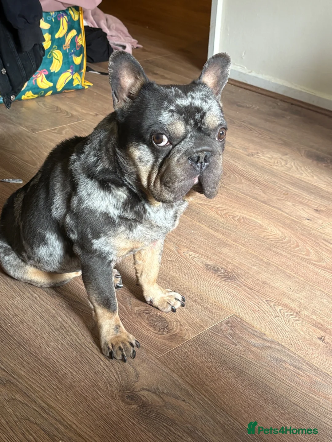 French Bulldog dogs for stud: Stud ready in Oldham - Advert 5