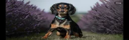 Cocker Spaniel dogs for stud: Health Tested KC Working Cocker Spaniel Stud - Advert 1
