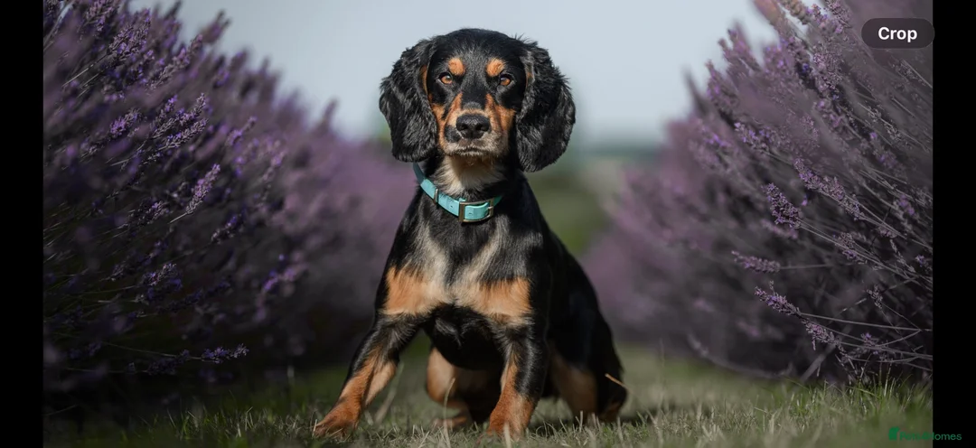 Cocker Spaniel dogs for stud: Health Tested KC Working Cocker Spaniel Stud - Advert 1