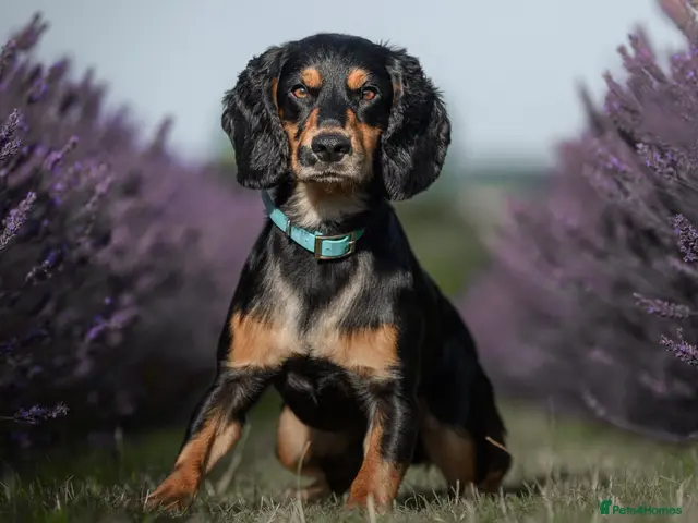 Cocker Spaniel dogs for stud: Health Tested KC Working Cocker Spaniel Stud - Advert 1