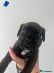 Cane Corso Puppy Dark Blue
