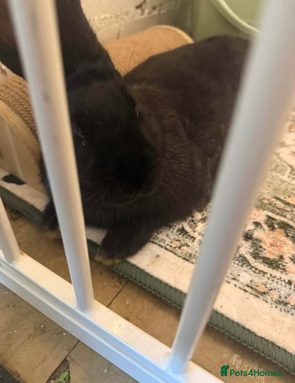 Continental Giant rabbits for sale: Female rabbit for sale  - Advert 6